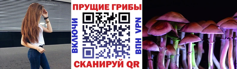 Галлюциногенные грибы Psilocybine cubensis  Купить закладки  Биробиджан 